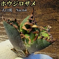 ホオジロザメ　大白鯊　No.64　大きい子株　アガベ　チタノタ　　葉と一体感のある大きな主刺と連刺の鋸歯が特徴　副刺が内側に巻き込む独特な草姿
