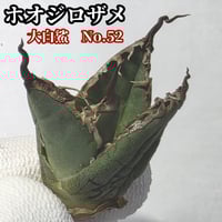 Agave Oaxaca oteroi 種子【10粒】 優良血統厳選 オアハカ メキシコ産