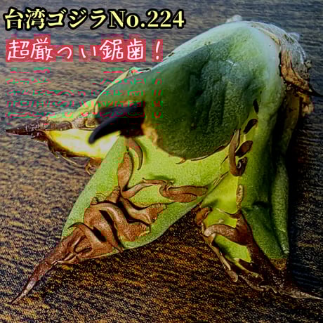 南アフリカダイヤモンド | STORES