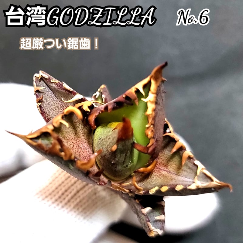 台湾ゴジラ No.6 不規則に乱れる超厳つい鋸歯が特徴的！入手困難な高級 
