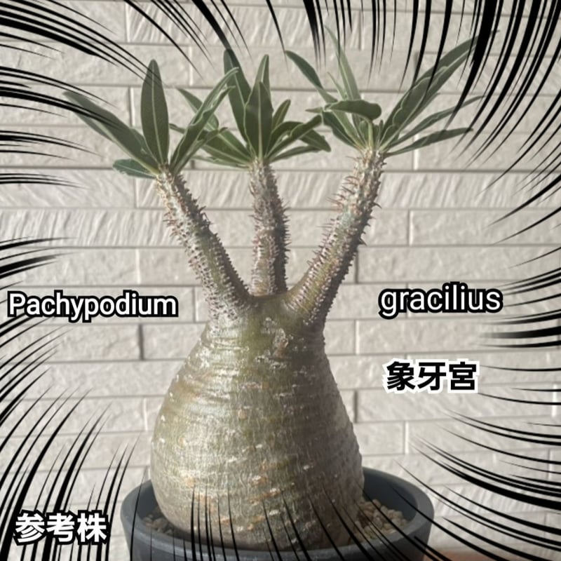 パキポディウム グラキリス 種子【5粒セット】 Pachypodium gracilius