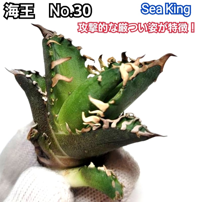 極上血統! 海王 No.30 アガベ チタノタ 成熟すると一般的な 極上血統! 海王 No.30 アガベ チタノタ 成熟すると一般的な