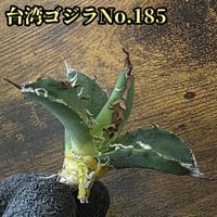 台湾ゴジラ No.124 不規則に乱れる超厳つい鋸歯が特徴的！入手困難高級