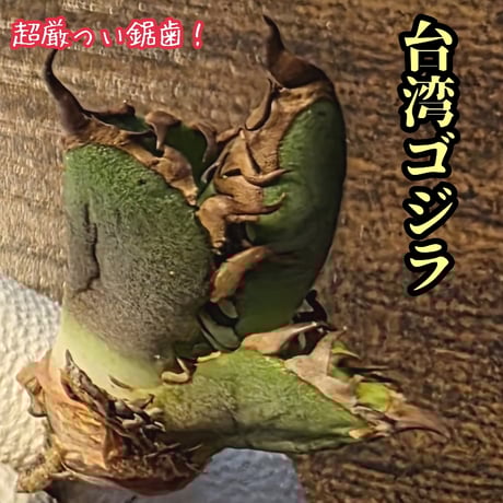 南アフリカダイヤモンド | STORES