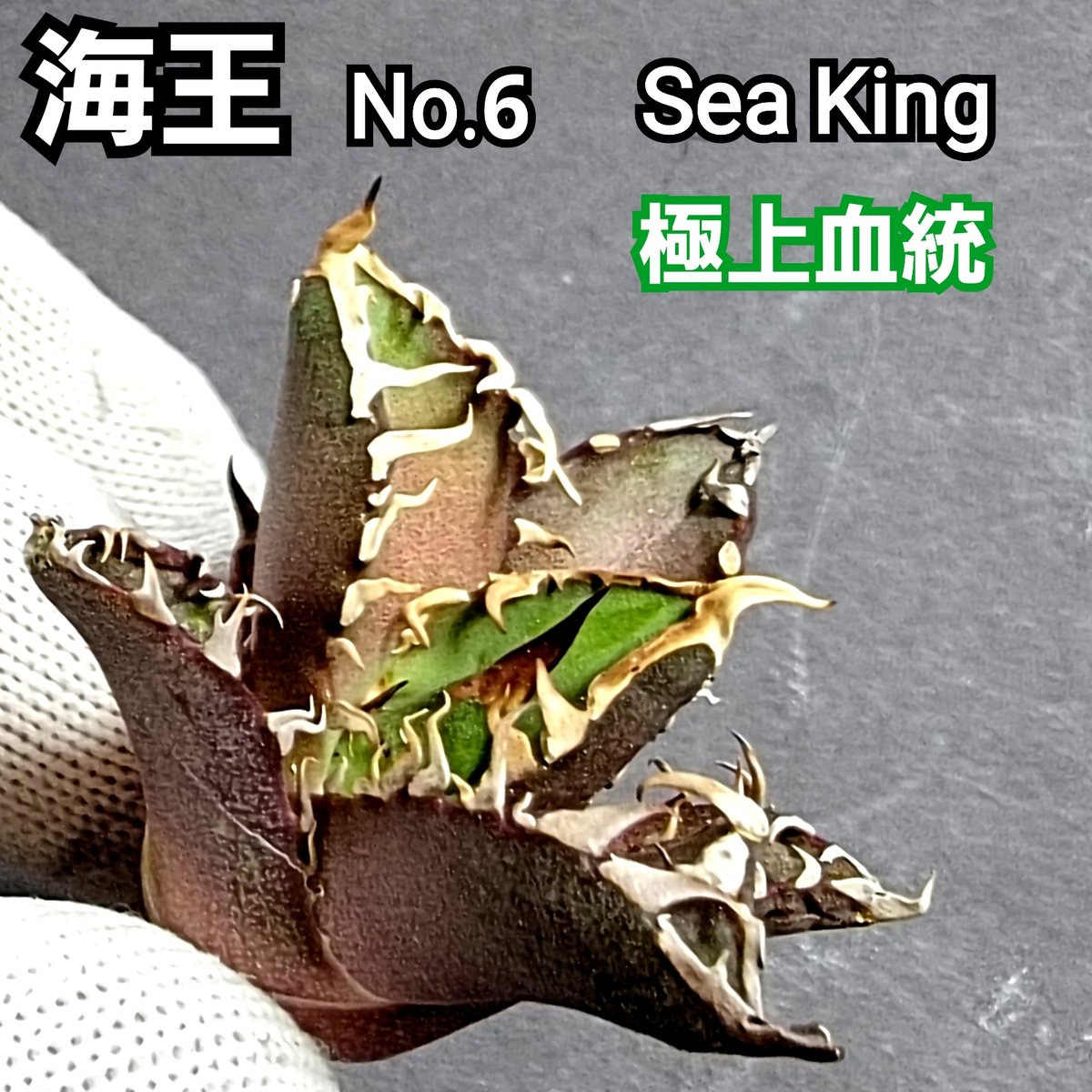 極上血統! 海王 No.17 アガベ チタノタ 攻撃的な厳つい姿が最大 極上血統! 海王 No.17 アガベ チタノタ 攻撃的な厳つい姿が最大