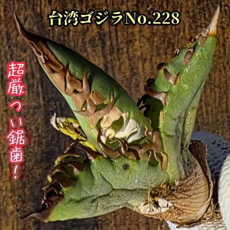 シーザー | STORES