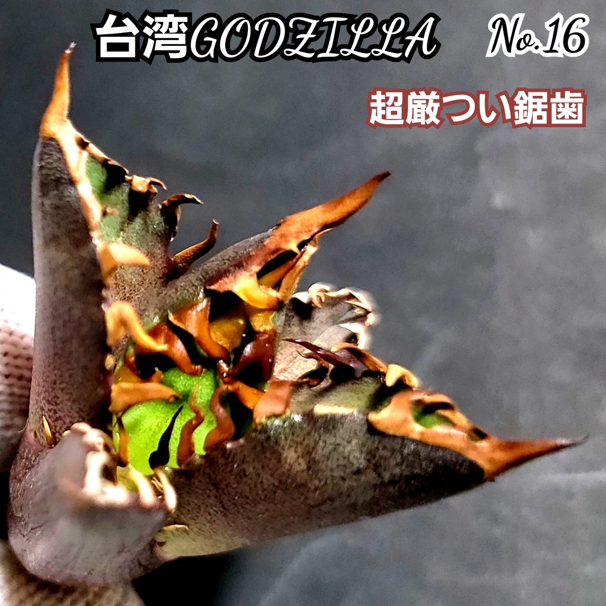 台湾ゴジラ No.16 不規則に乱れる超厳つい鋸歯が特徴的！入手困難な