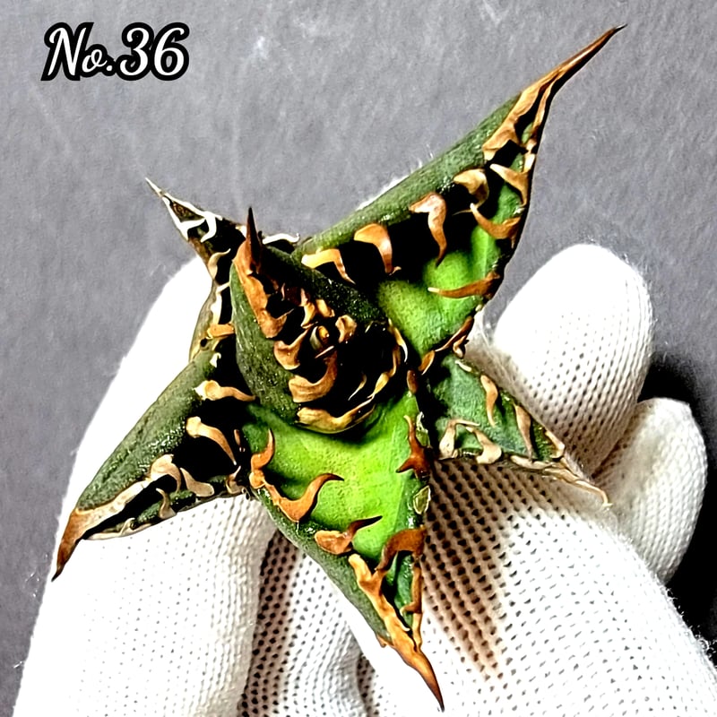 台湾ゴジラ No.36 不規則に乱れる超厳つい鋸歯が特徴的!入手 台湾ゴジラ No.36 不規則に乱れる超厳つい鋸歯が特徴的!入手