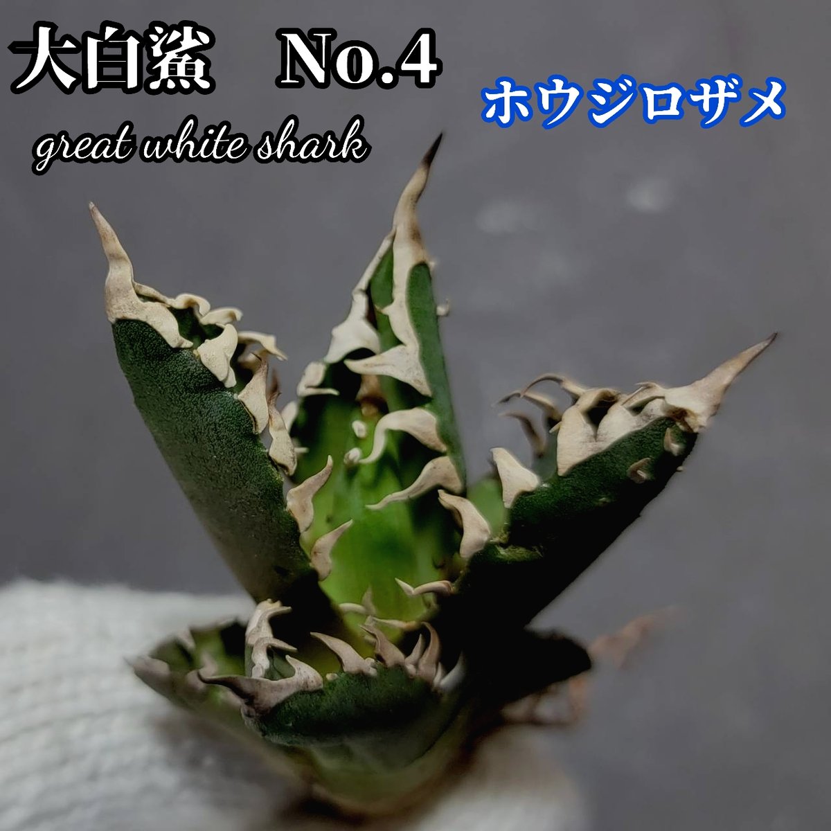 ホオジロザメ 大白鯊 No.4 アガベ チタノタ 葉と一体感のある ホオジロザメ 大白鯊 No.4 アガベ チタノタ 葉と一体感のある