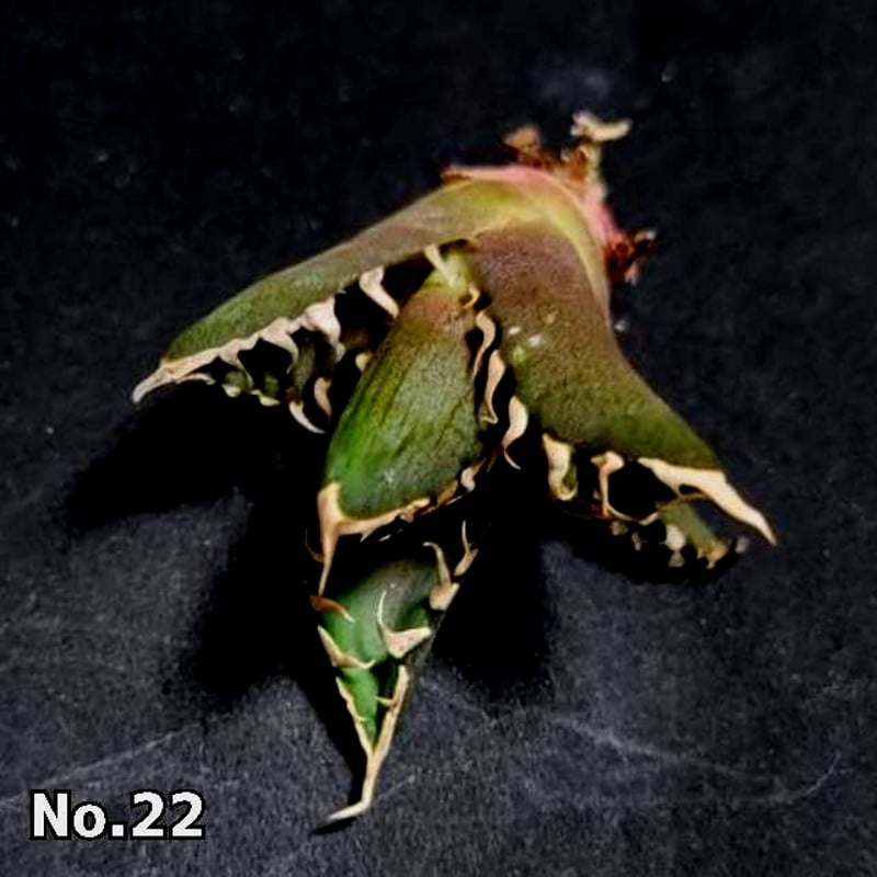 ホオジロザメ 大白鯊 No.22 アガベ チタノタ 葉と一体感のある大きな主 