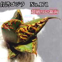 極上血統！ 海王 No.5 アガベ チタノタ 成熟すると一般的な