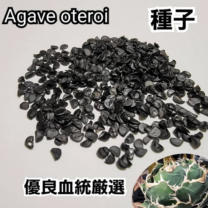 Agave Oaxaca oteroi 種子【10粒】 優良血統厳選 オアハカ メキシコ産