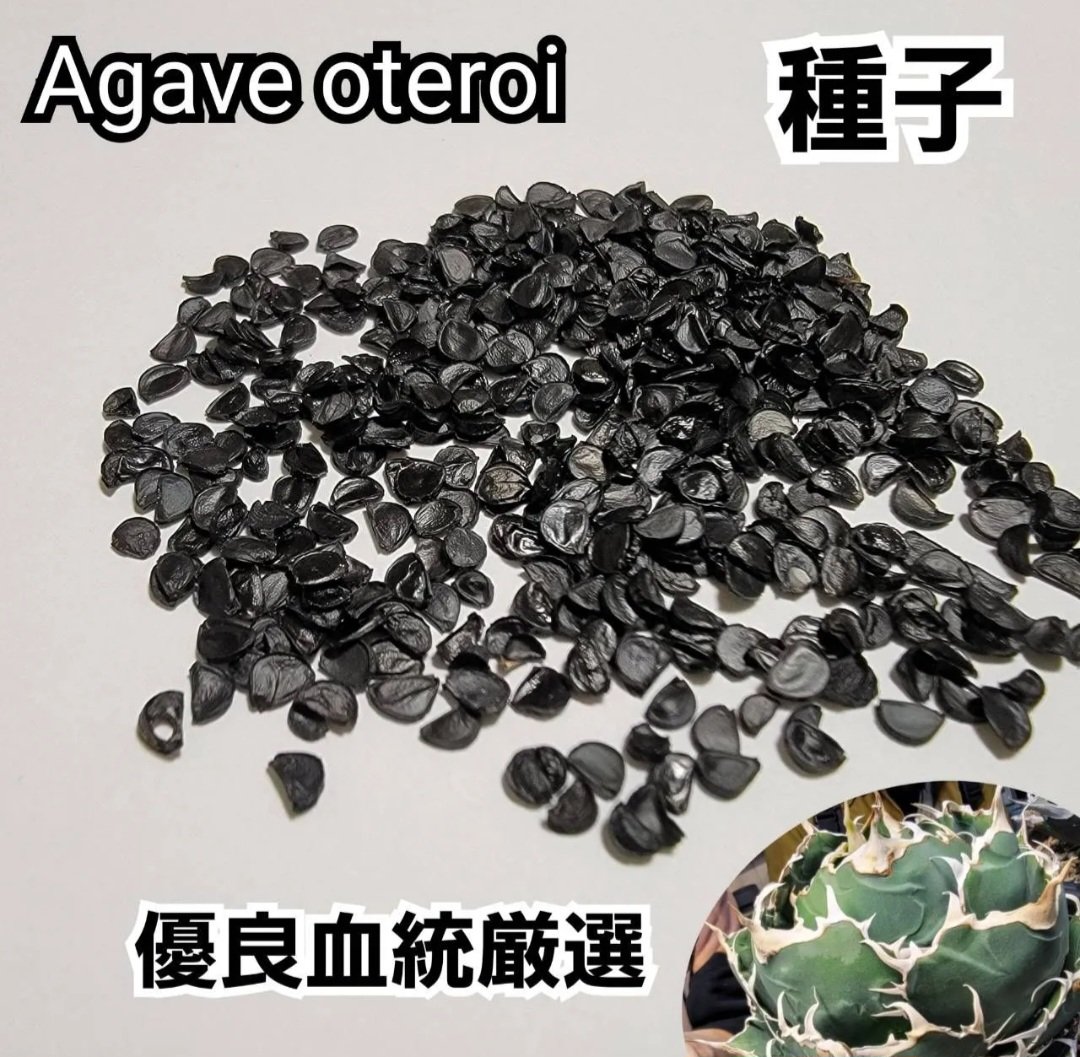 Agave Oaxaca oteroi 種子【10粒】 優良血統厳選 オアハカ メキシコ産