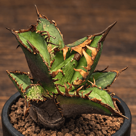 お話中アガベ　南アフリカダイヤモンド アガベ 南アフリカダイヤモンド 【多肉植物 3号／1個売り】｜ 【植物の