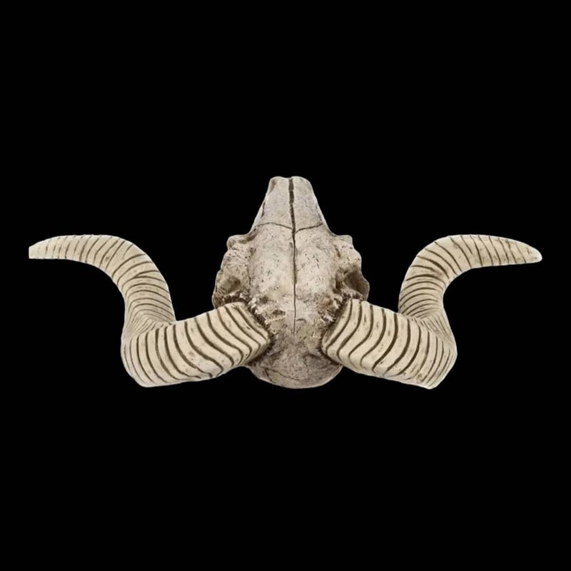 高品質　ヨーロッパヤギ スカルホーン（下顎付） 高品質 ヨーロッパヤギ スカルホーン（下顎付）