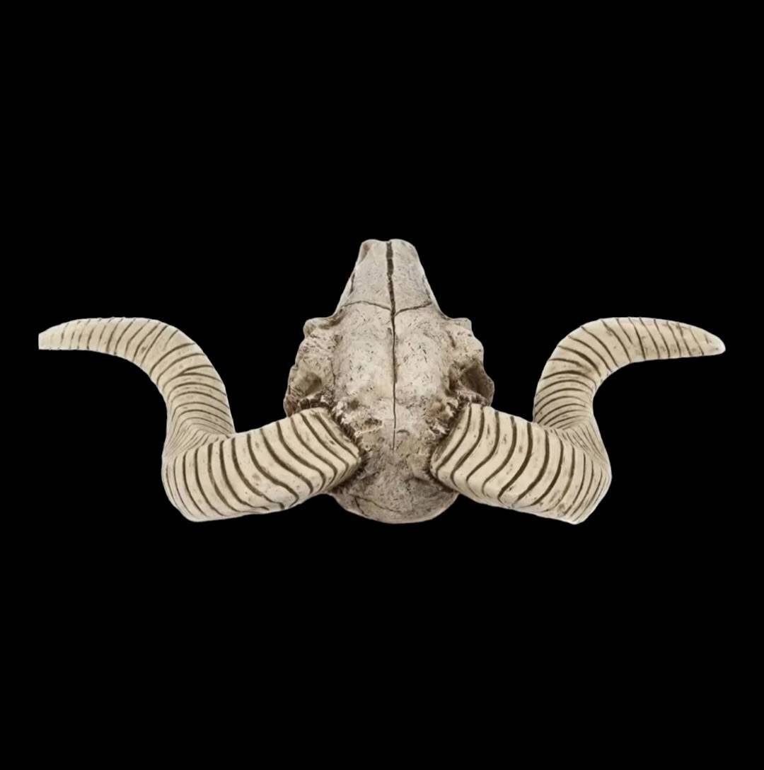 スカルホーン ヤギの頭蓋骨 壁掛け、置物にカッコいいです！ネイティブ