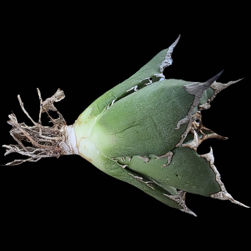 アガベ　ホオジロザメ　大白鯊　子株たくさん 121日です！😆 #大白鯊#ホオジロザメ#ホホジロザメ#アガベ#チタノタ