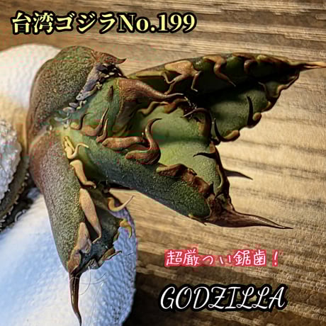 オテロイ実生　① アガベ オテロイ実生 - アガベ低 価格