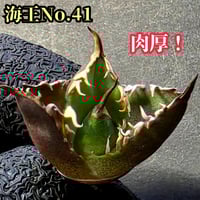 極上株 SAD 南アフリカダイヤモンド No.77 強棘株 白い鋸歯の幅が