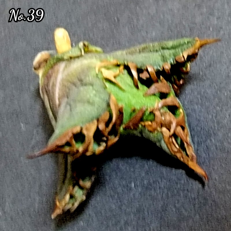 台湾ゴジラ No.39 不規則に乱れる超厳つい鋸歯が特徴的！入手困難な