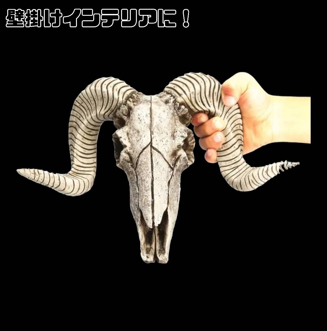スカルホーン ヤギの頭蓋骨 壁掛け、置物にカッコいいです！ネイティブ