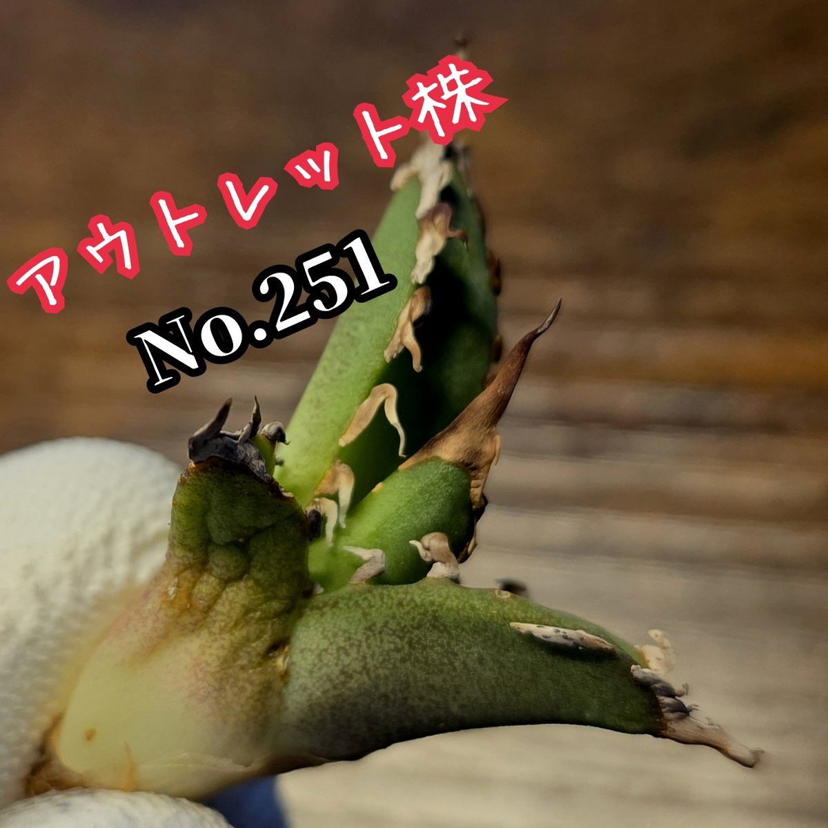 アウトレット株 台湾ゴジラ No.251 不規則に乱れる超厳つい鋸歯が特徴