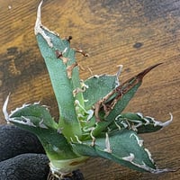 極上血統！　海王　No.44　アガベ　チタノタ　攻撃的な厳つい姿が最大の特徴 極上血統！ 海王 No.5 アガベ チタノタ 成熟すると一般的な