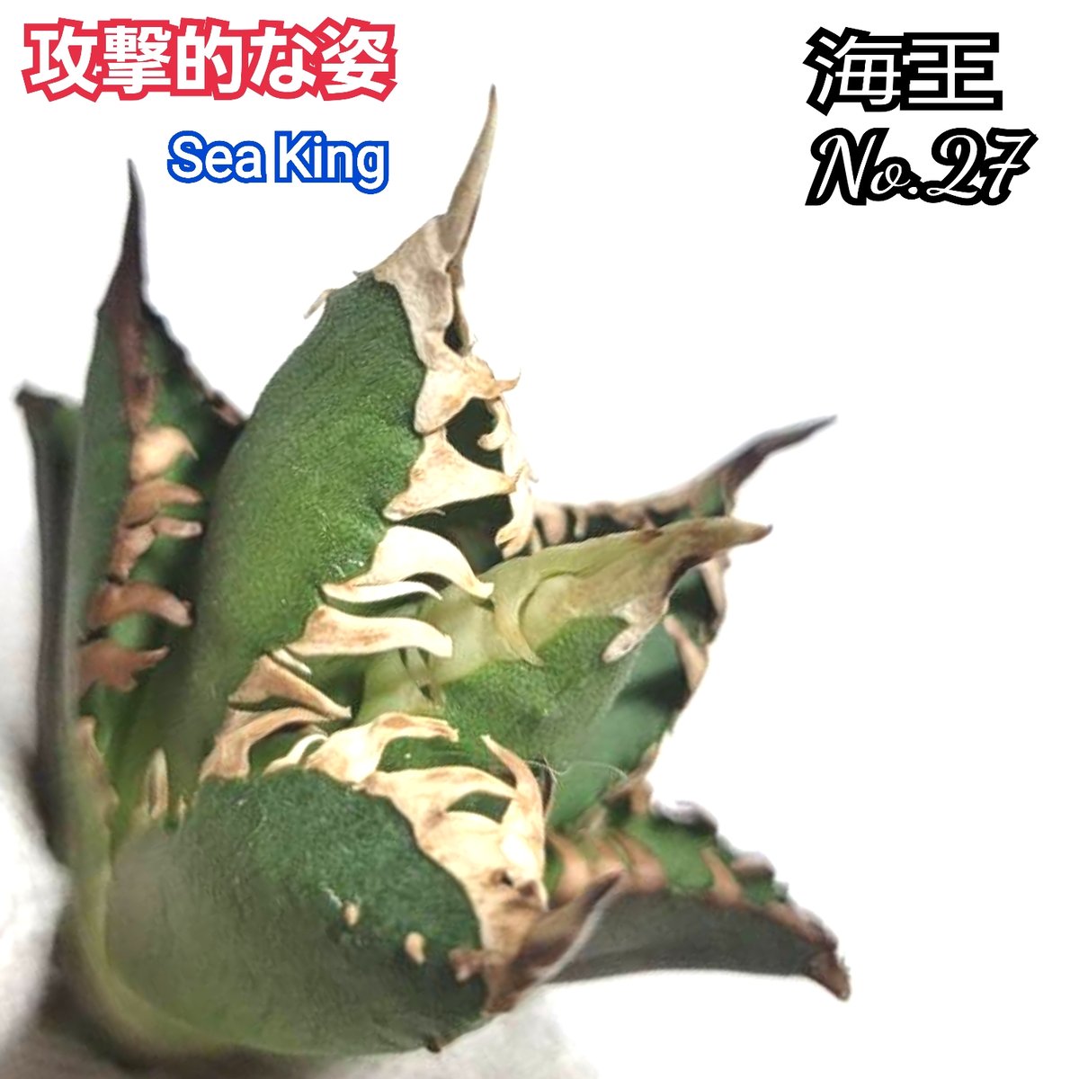 極上血統！ 海王 No.27 アガベ チタノタ 成熟すると一般的な