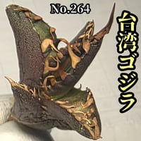 台湾ゴジラ No.15 不規則に乱れる超厳つい鋸歯が特徴的！入手困難な