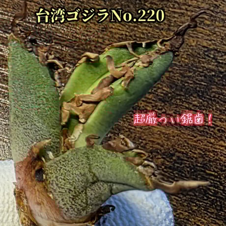 南アフリカダイヤモンド | STORES