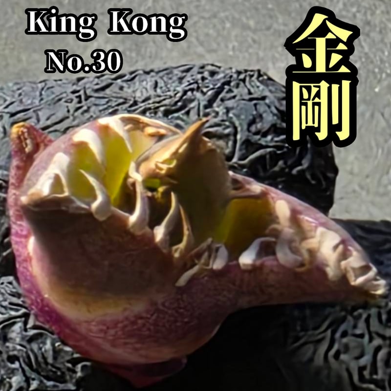 アガベ チタノタ 金剛 No.30 King Kong ゴツくて鋭い鋸歯が特徴