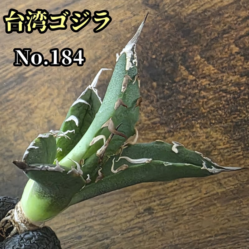 台湾ゴジラ No.184 不規則に乱れる超厳つい鋸歯が特徴的!入手 台湾ゴジラ No.184 不規則に乱れる超厳つい鋸歯が特徴的!入手