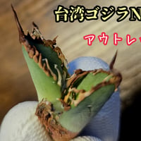 アウトレット株　台湾ゴジラ　No.250　不規則に乱れる超厳つい鋸歯が特徴的！入手困難高級アガベ　台湾GODZILLA