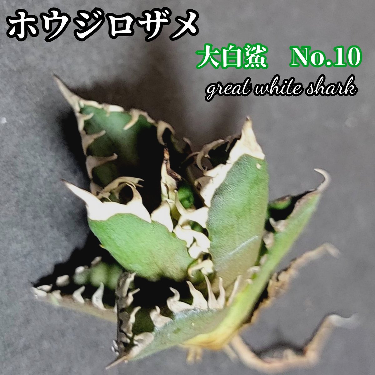 ホオジロザメ 大白鯊 No.10 アガベ チタノタ 葉と一体感のある ホオジロザメ 大白鯊 No.10 アガベ チタノタ 葉と一体感のある
