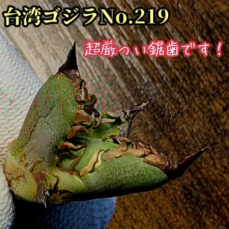 南アフリカダイヤモンド | STORES