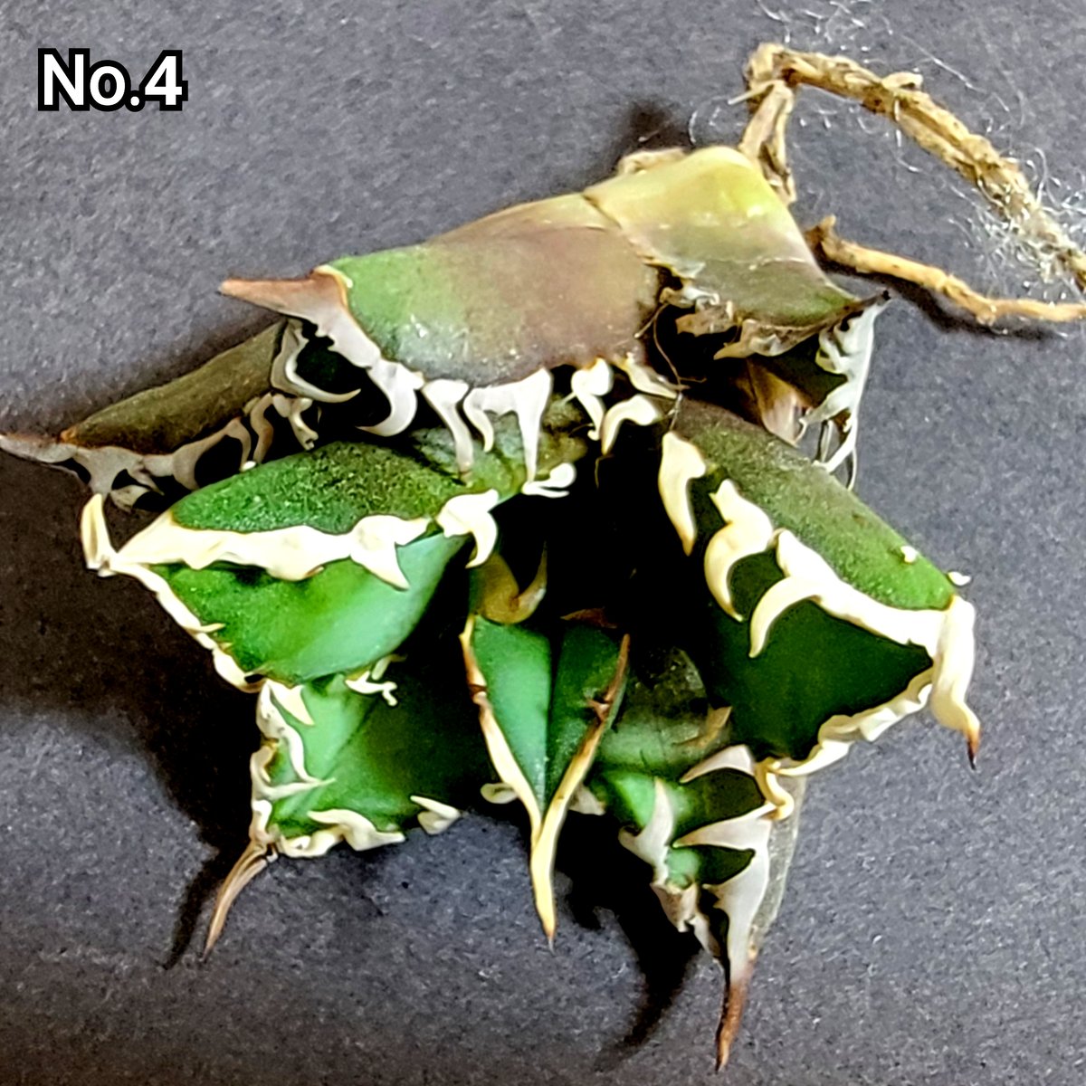 極上血統！ 海王 No.4 アガベ チタノタ 成熟すると一般的なチタノタと