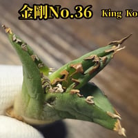 アガベ　チタノタ　金剛　No.35　King Kong　　ゴツくて鋭い鋸歯が特徴！成長するにつれ鋸歯が連棘になり、鋸歯の厚みも出てきます
