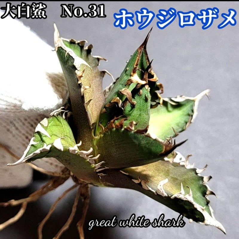 ホオジロザメ 大白鯊 No.31 アガベ チタノタ 葉と一体感のある大きな主