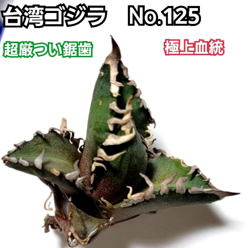 台湾ゴジラ No.125 不規則に乱れる超厳つい鋸歯が特徴的!入手 台湾ゴジラ No.125 不規則に乱れる超厳つい鋸歯が特徴的!入手