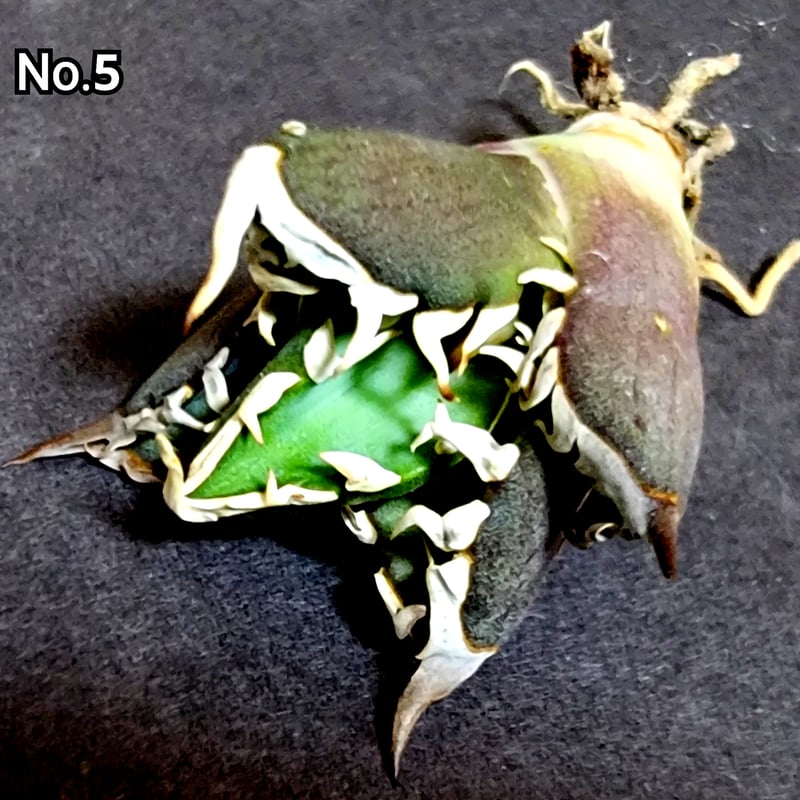 極上血統！ 海王 No.5 アガベ チタノタ 成熟すると一般的なチタノタと