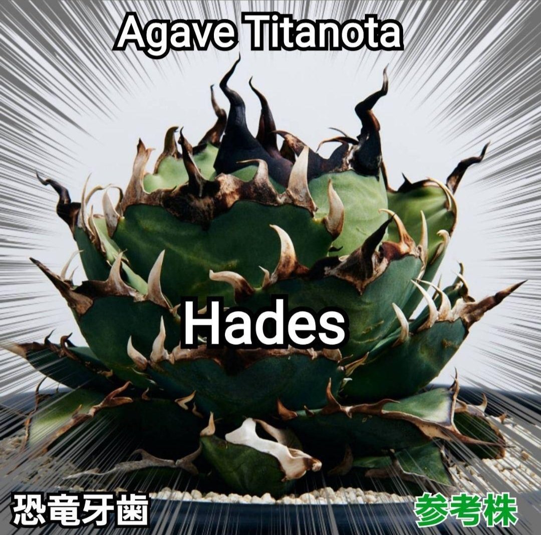 アガベ白鯨オールド株親株
