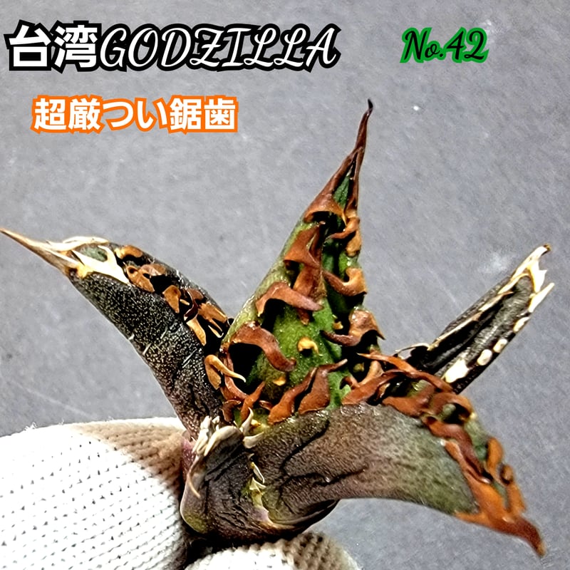 台湾ゴジラ No.120 不規則に乱れる超厳つい鋸歯が特徴的！入手