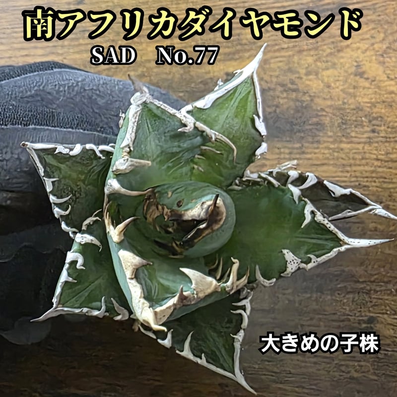 極上株　SAD　南アフリカダイヤモンド　No.77　強棘株　白い鋸歯の幅が大きい 極上株 SAD 南アフリカダイヤモンド No.77 強棘株 白い鋸歯の幅が