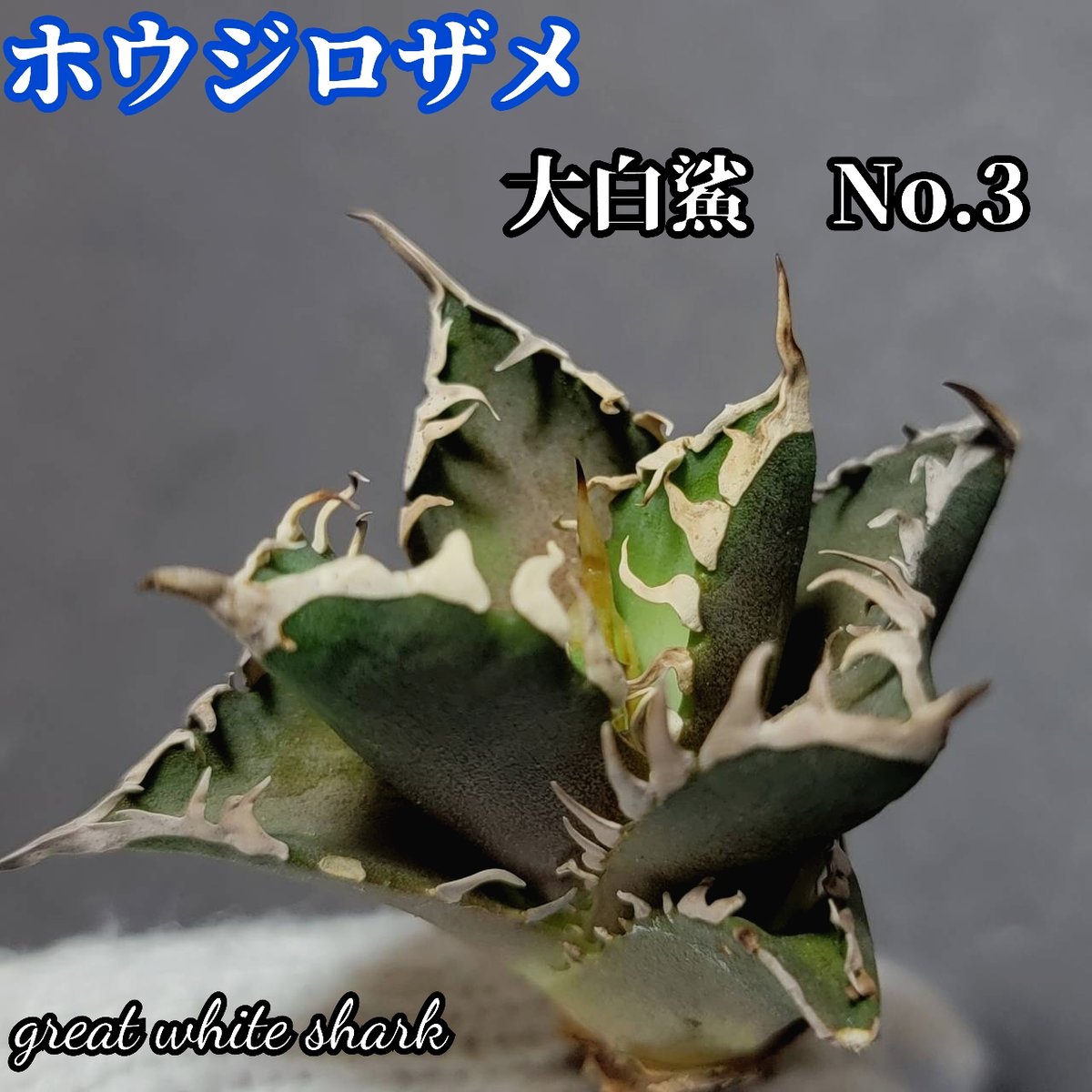 ホオジロザメ 大白鯊 No.33 アガベ チタノタ 大きな主刺と連刺の ホオジロザメ 大白鯊 No.33 アガベ チタノタ 大きな主刺と連刺の