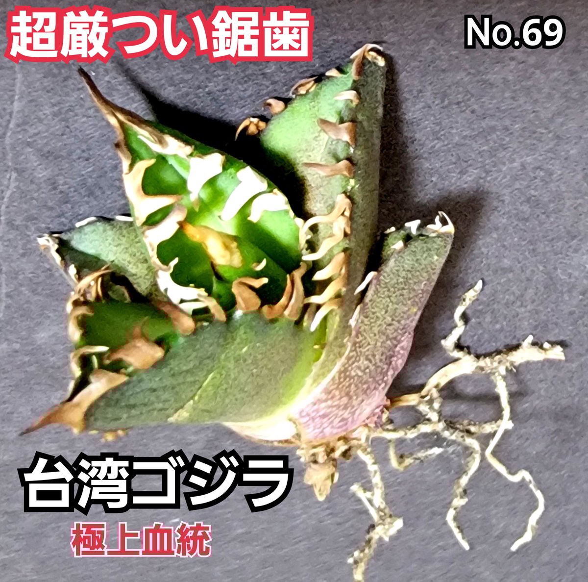 台湾ゴジラ No.37 不規則に乱れる超厳つい鋸歯が特徴的！入手困難な  