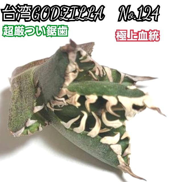 台湾ゴジラ No.182 不規則に乱れる超厳つい鋸歯！ 極上血統肉厚株