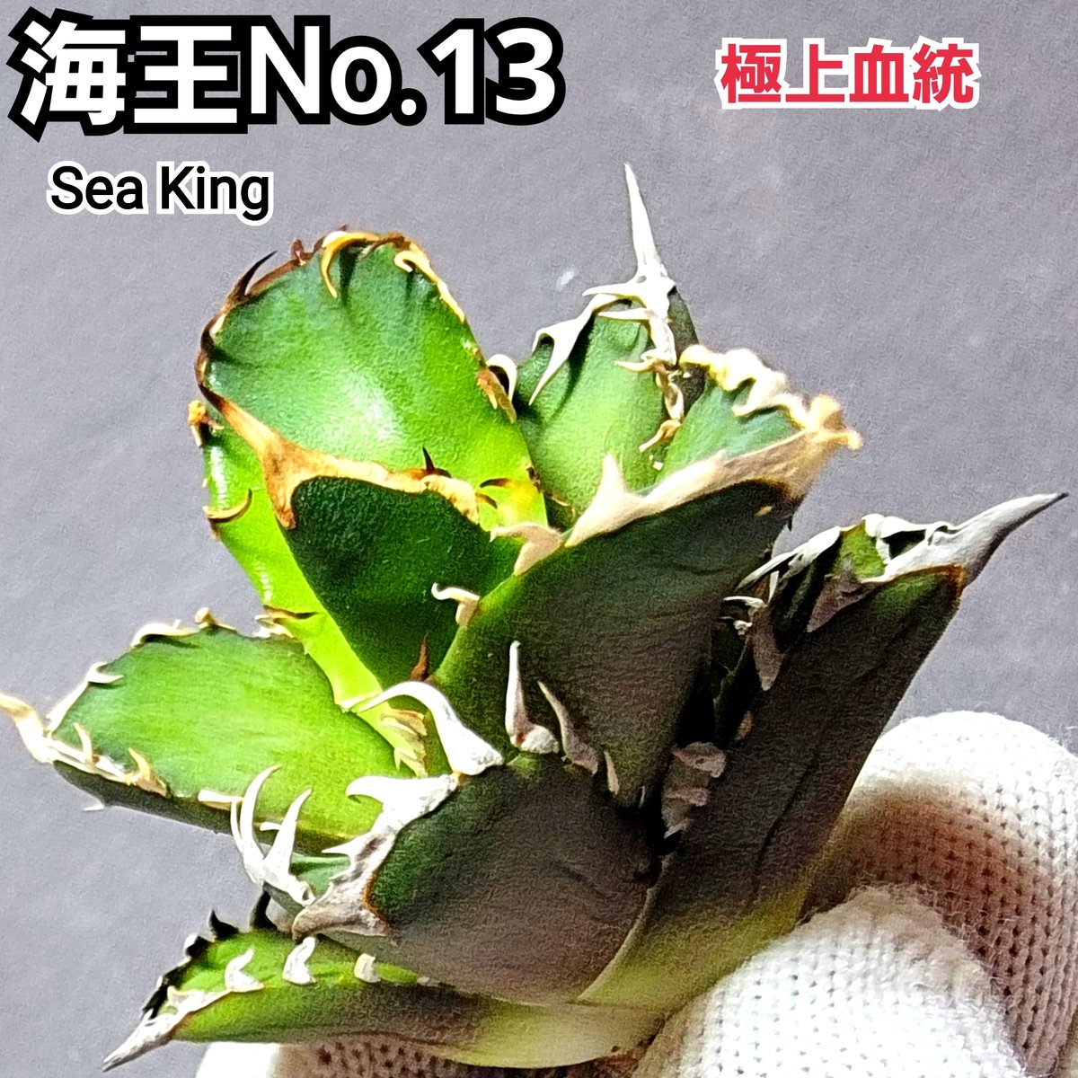 アガベ チタノタ シーザーNo.3 厳つい鋸歯と鋭い強棘が特徴 優良 アガベ チタノタ シーザーNo.3 厳つい鋸歯と鋭い強棘が特徴 優良