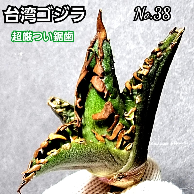 台湾ゴジラ No.38 不規則に乱れる超厳つい鋸歯が特徴的！入手困難