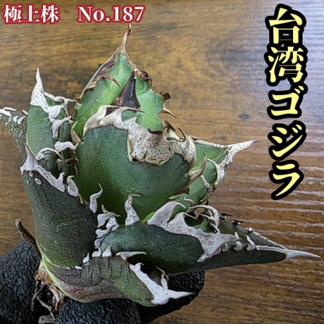 つ*く様 アガベ 白幽霊 台湾ゴジラ 子株 つ*く様 アガベ 白幽霊 台湾ゴジラ 子株 - メルカリ