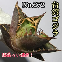 台湾ゴジラ No.15 不規則に乱れる超厳つい鋸歯が特徴的！入手困難な
